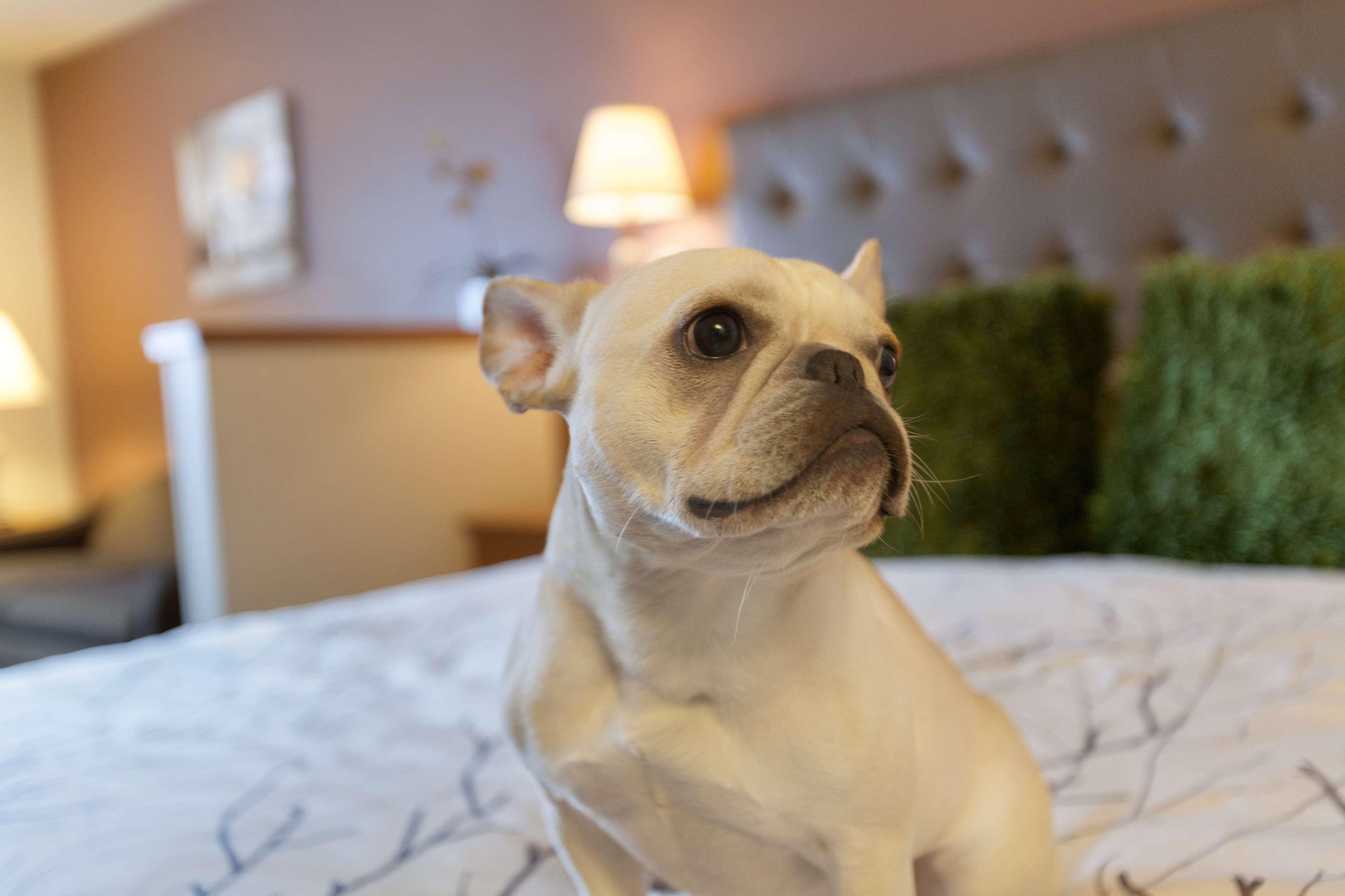 Best Western Plus Peppertree Airport Inn Еъруей Хайтс Екстериор снимка